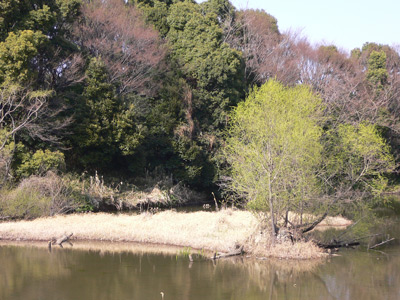 認定npo法人 生態工房 光が丘公園バードサンクチュアリ